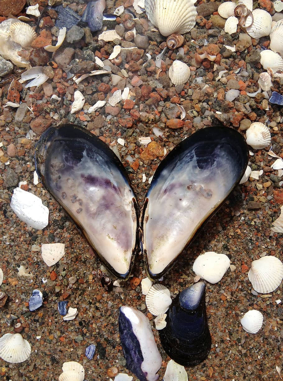 heart shaped mussel shells, white clams, colorful pebbles, SD Phone Wallpaper