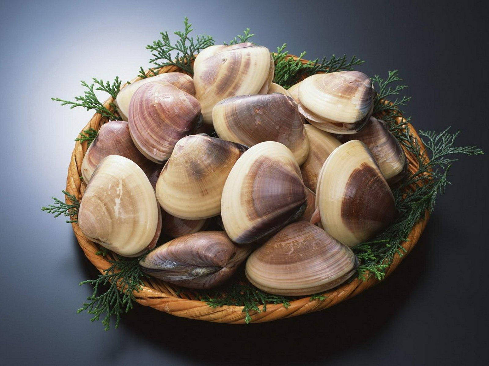 clams, woven basket, evergreen, HD Desktop Wallpaper