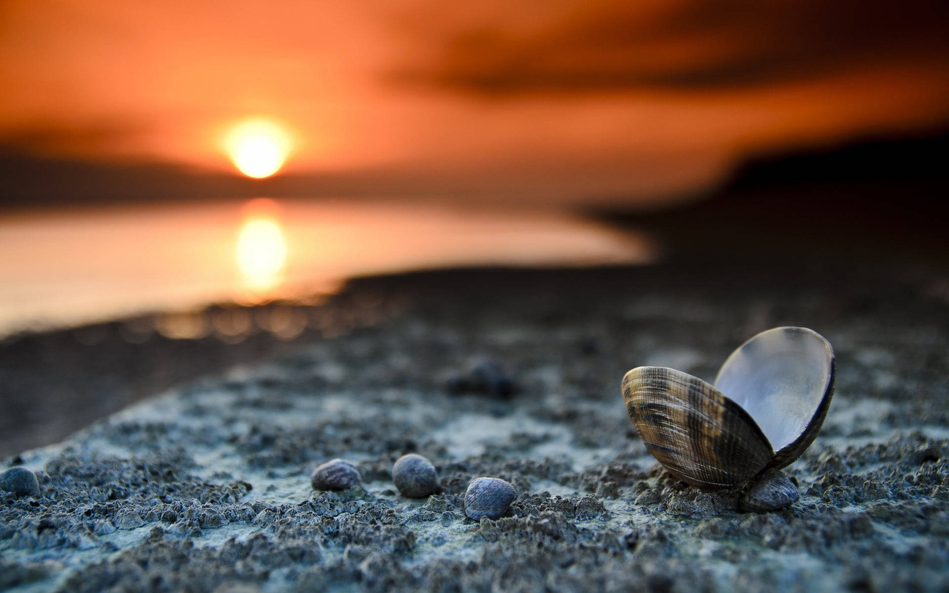 Clam, beach, sunser, Full HD Desktop Wallpaper