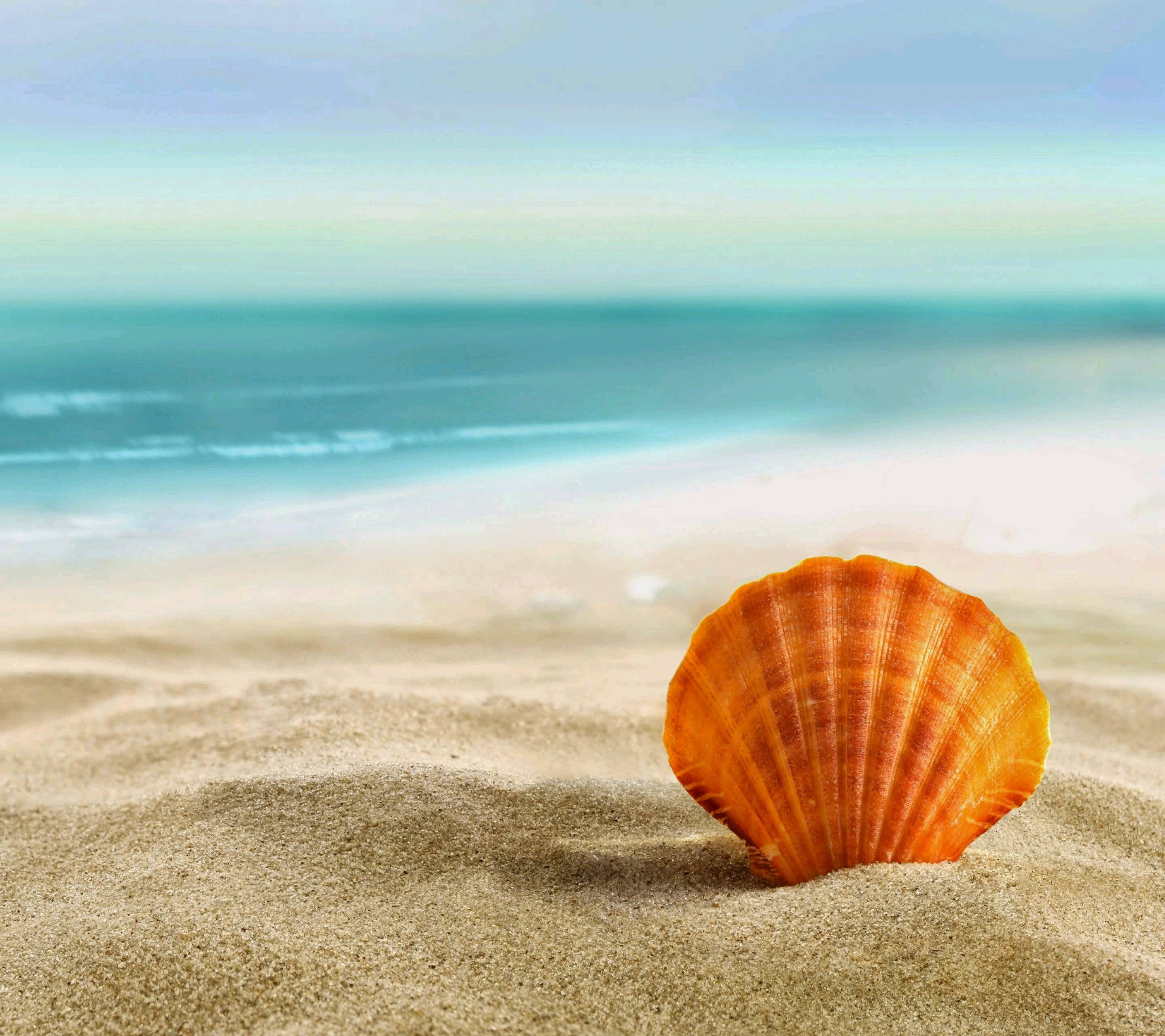 Clam, aesthetic beach, vibrant orange seashell, 2K Desktop Wallpaper