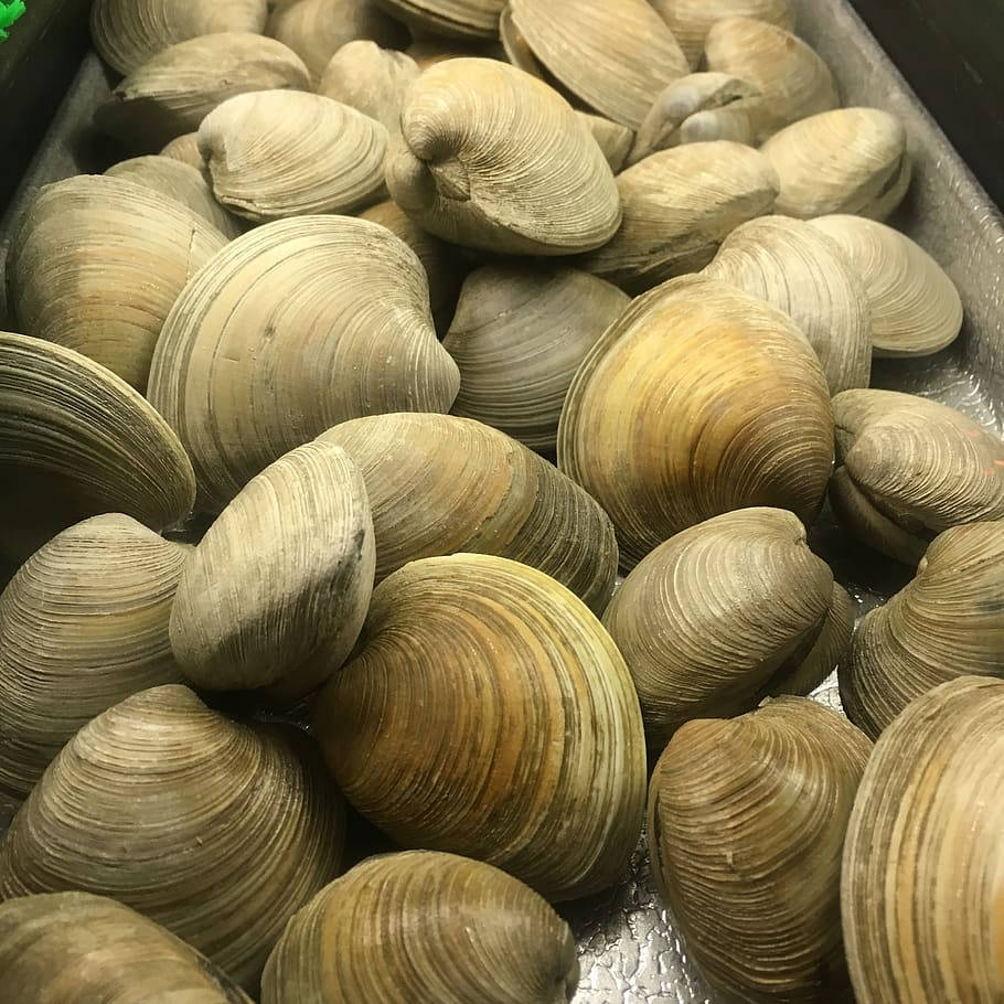 fresh clams, metal tray, ridges, SD Desktop Wallpaper