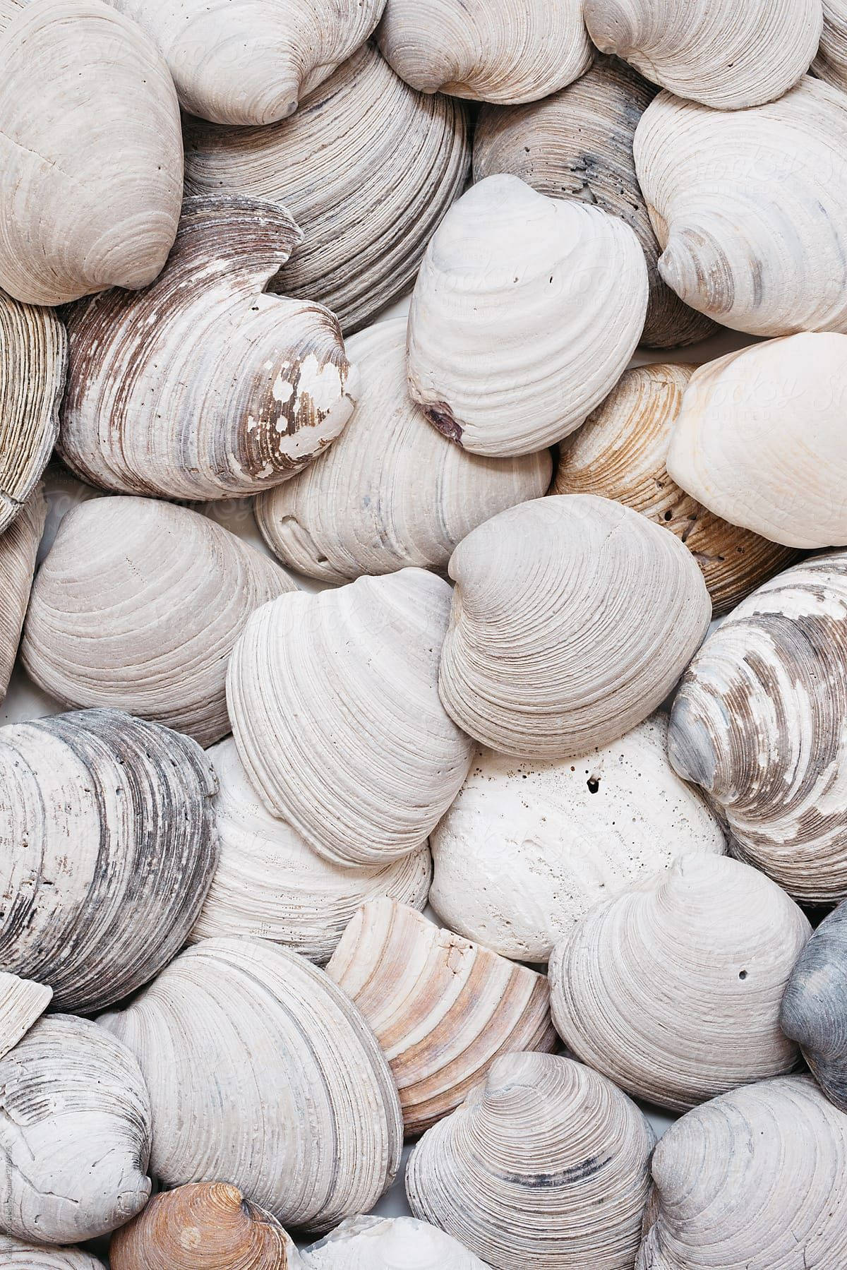 fresh white clams, seashells, white and beige, HD Phone Wallpaper