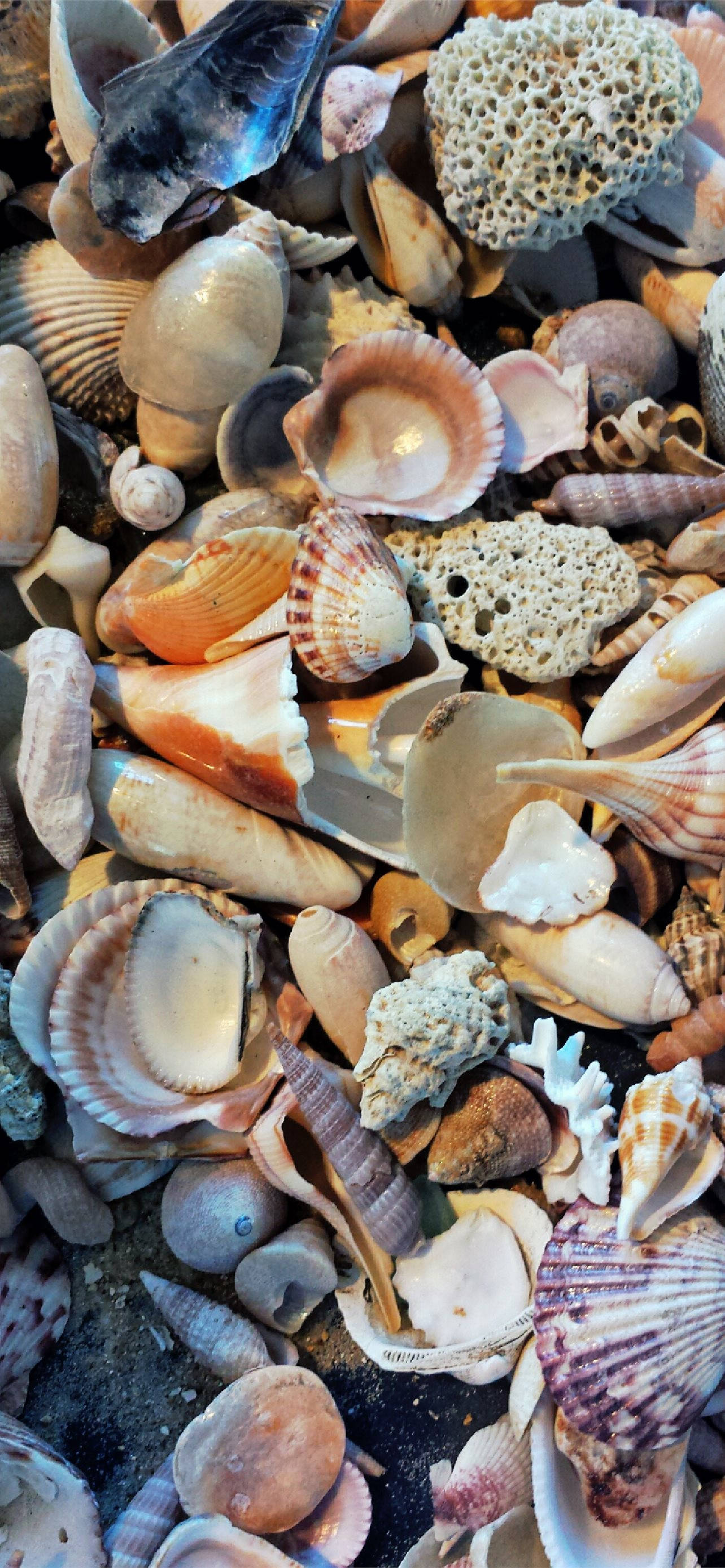 clams, assorted seashells, coral fragments, 2K Phone Wallpaper