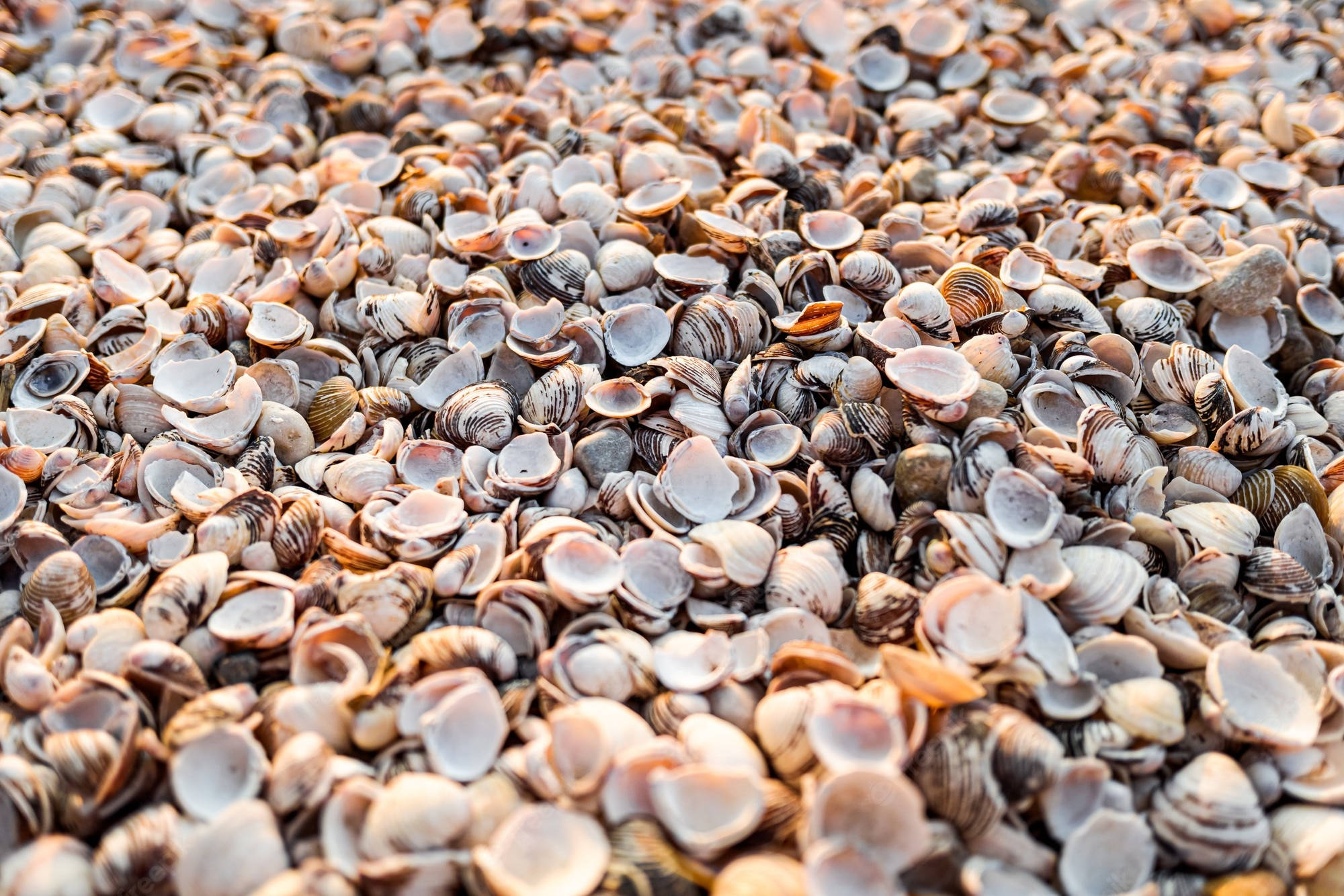 clam shells, beach surface, earthy tones, Full HD Desktop Wallpaper