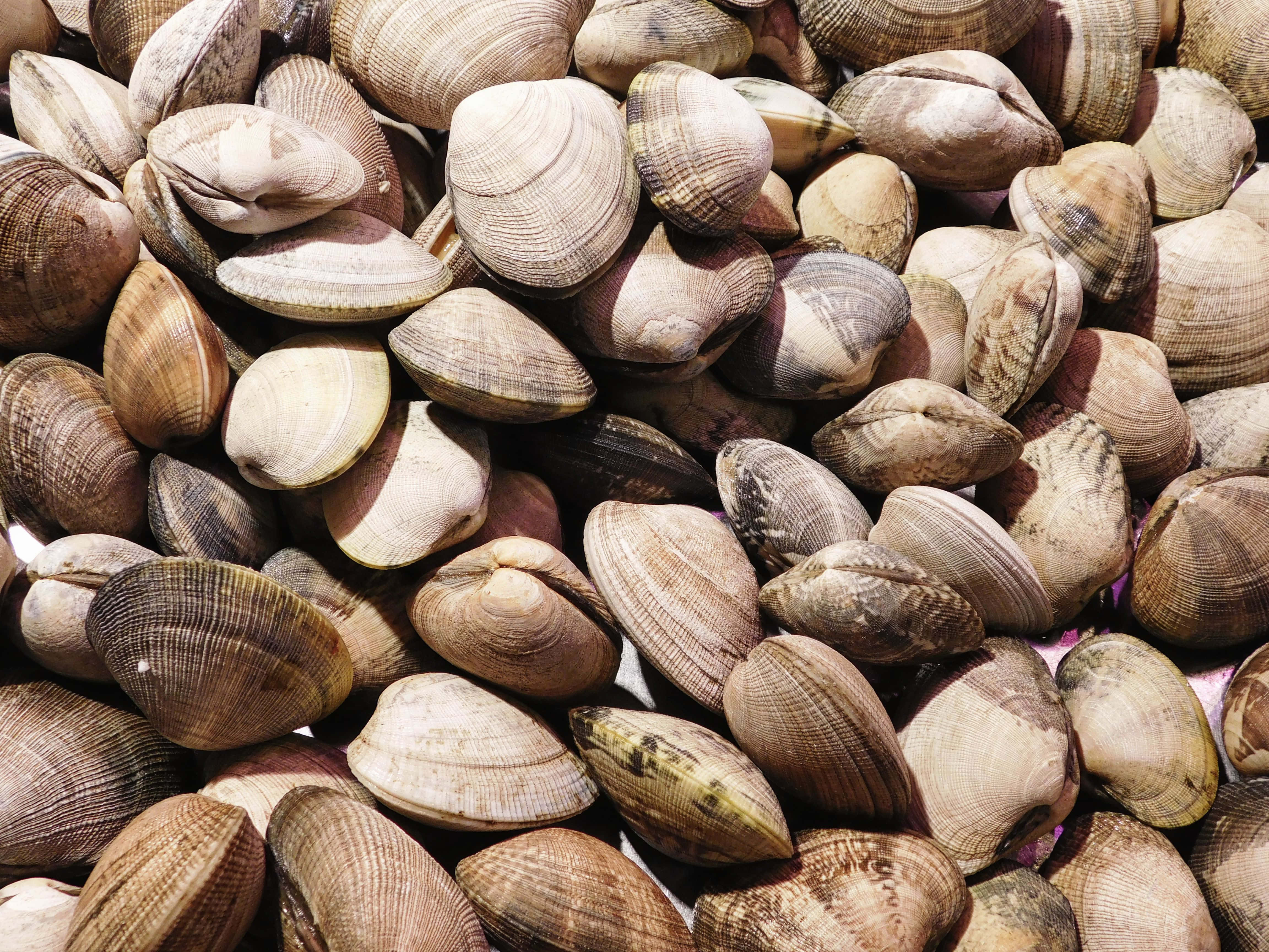 clam texture, beige brown shells, bright sunlight, 4K Desktop Wallpaper