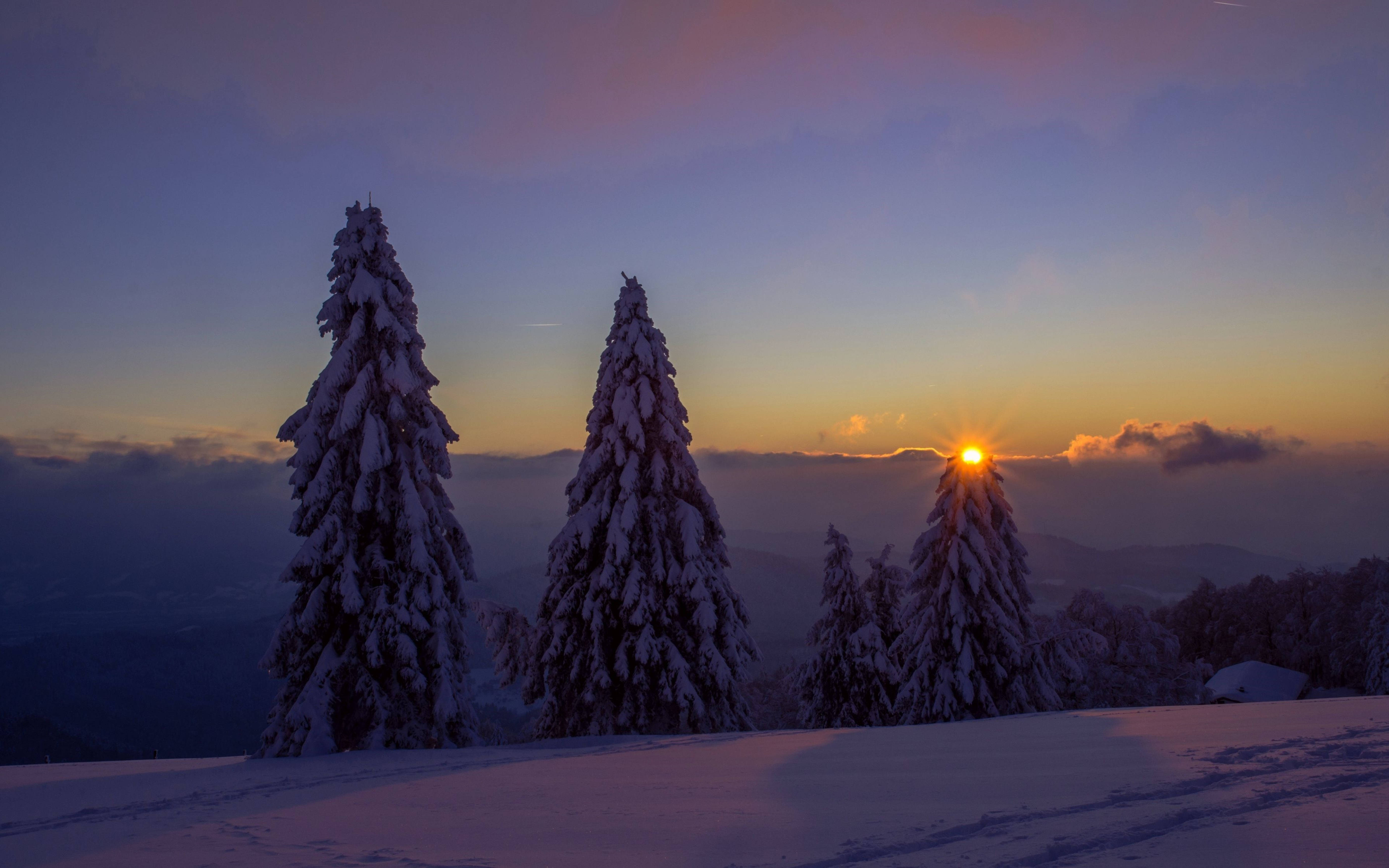 Tundra Landscape, Snow-covered pine trees, Vibrant sunrise, 5K Desktop Wallpaper