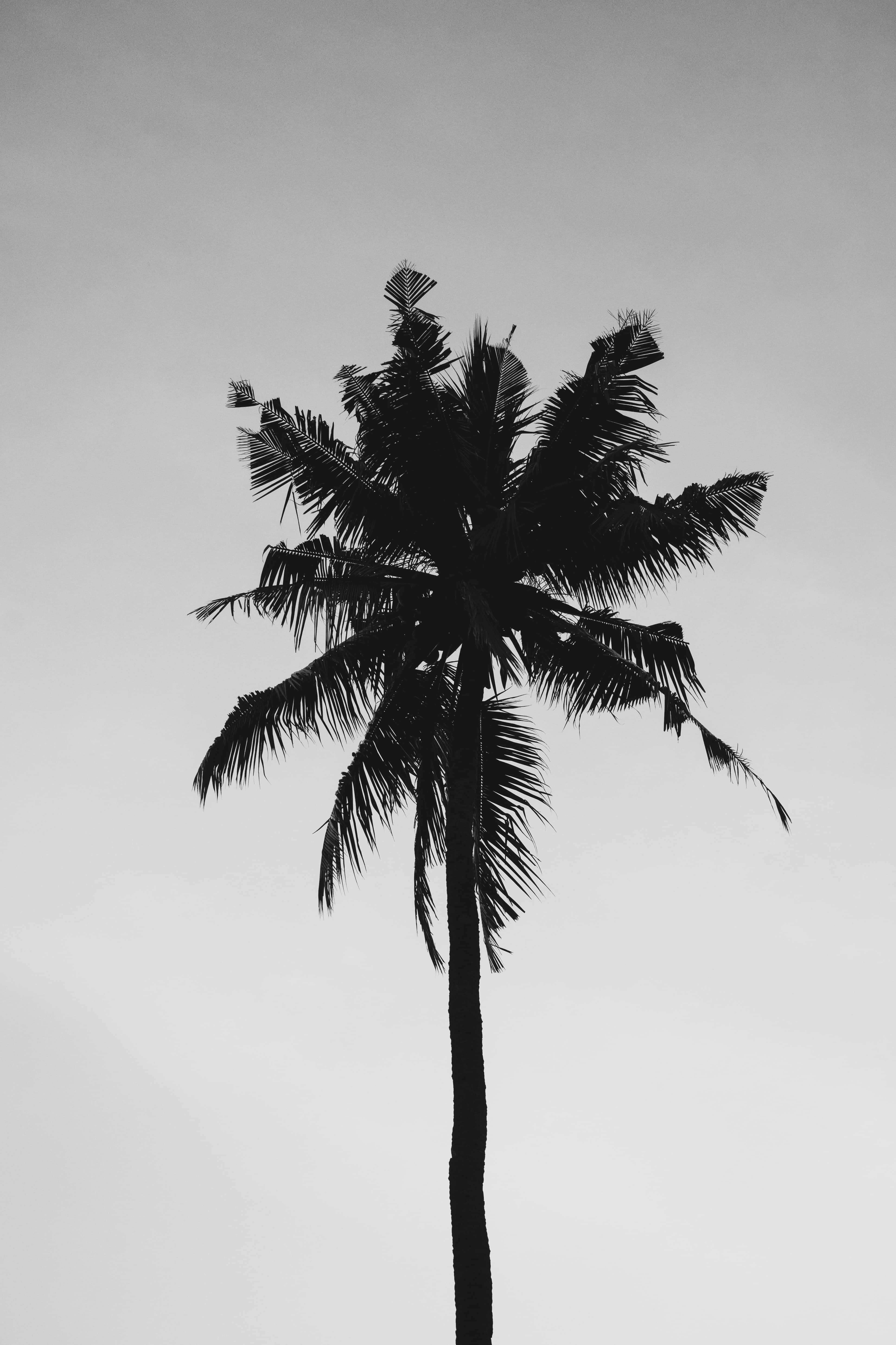 palm tree, black silhouette, pale gray sky, 5K Phone Wallpaper