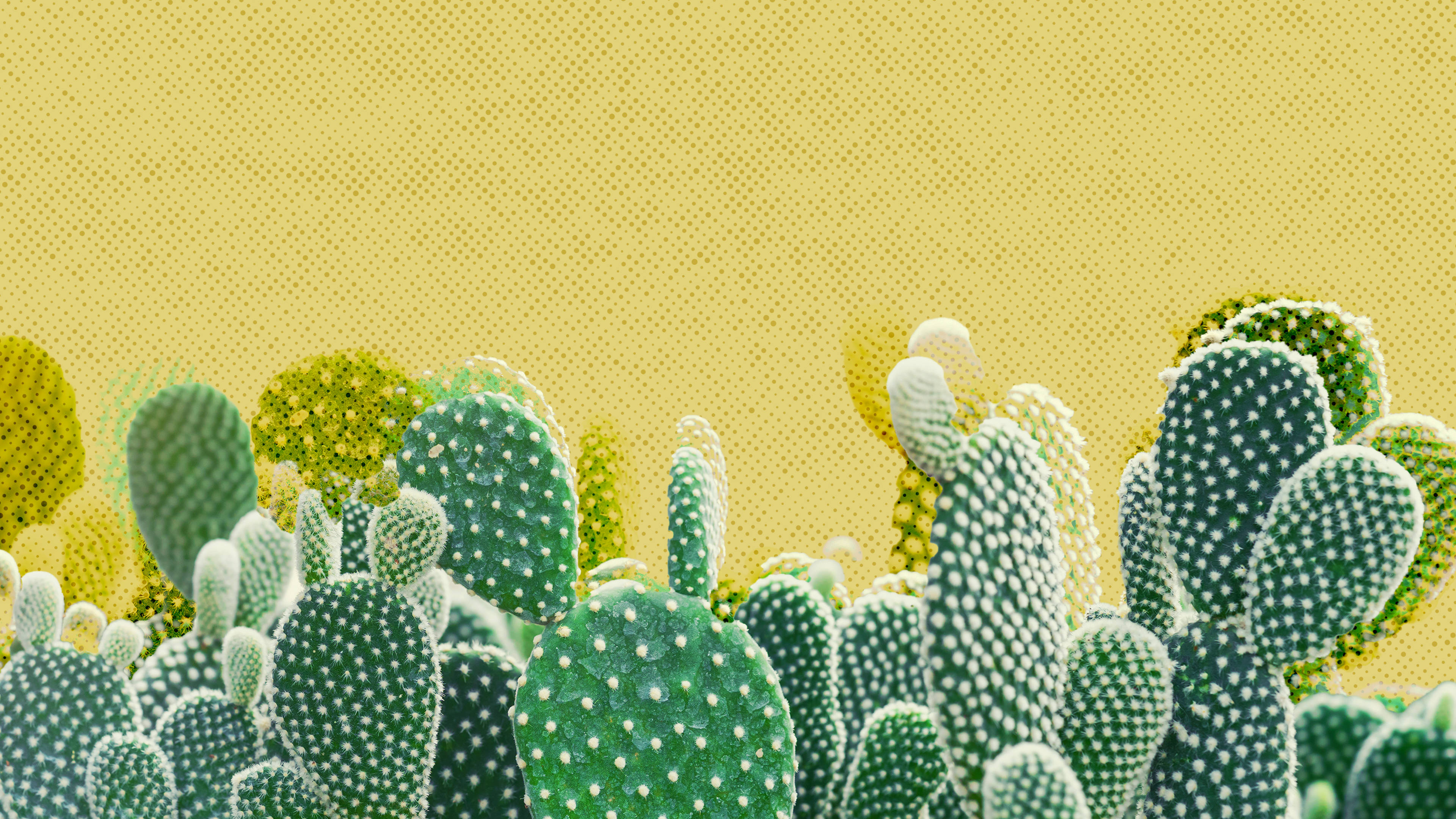 prickly pear cacti, white spines, textured yellow background, 4K Desktop Wallpaper