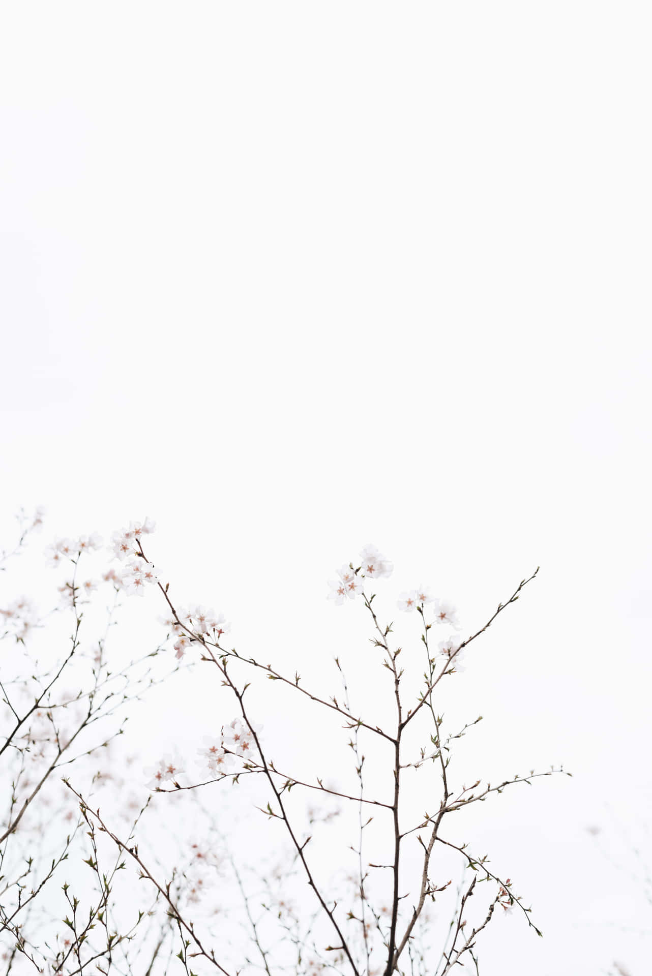 minimalist floral branches, cherry blossom branches, soft pink buds, Full HD Phone Wallpaper