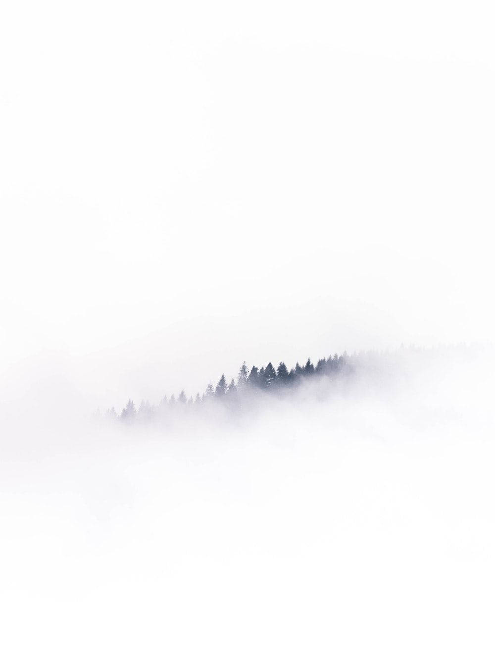 pine trees, white backdrop, mist, HD Phone Wallpaper