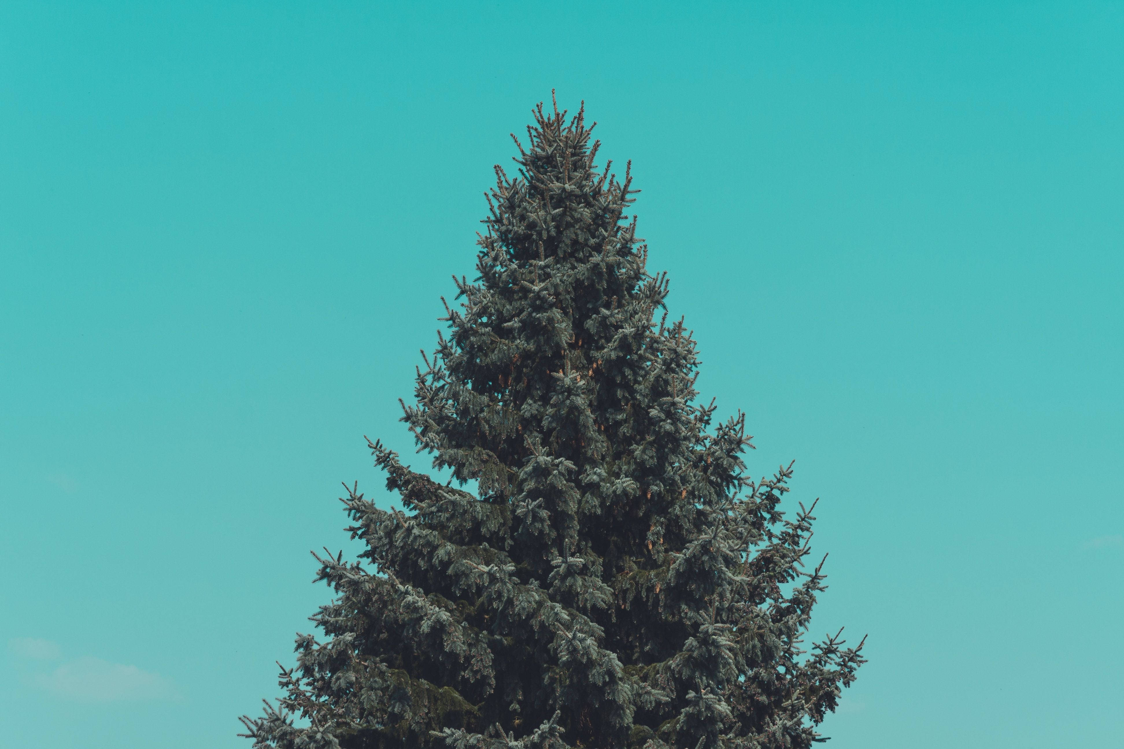 simple clean pine tree, tall evergreen tree, vibrant teal sky, 4K Desktop Wallpaper