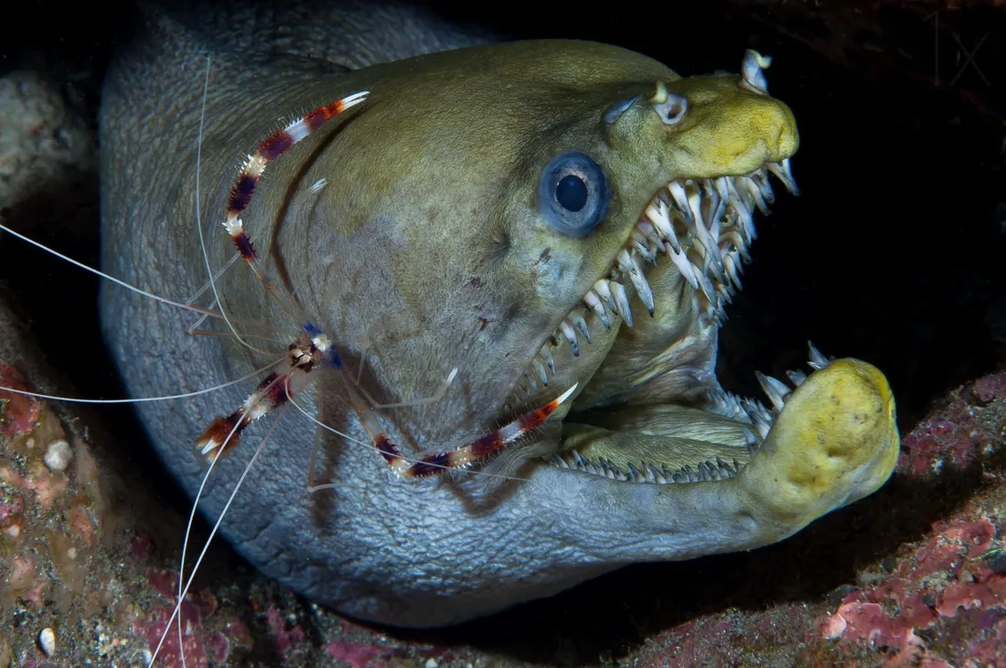 Cleaner Shrimp