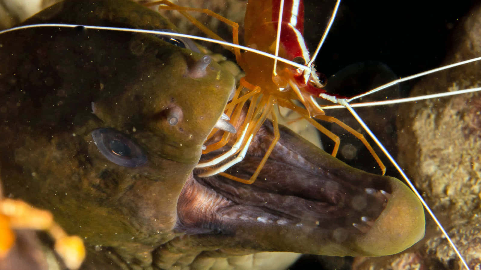 cleaner shrimp, moray eel, bright orange, HD Desktop Wallpaper