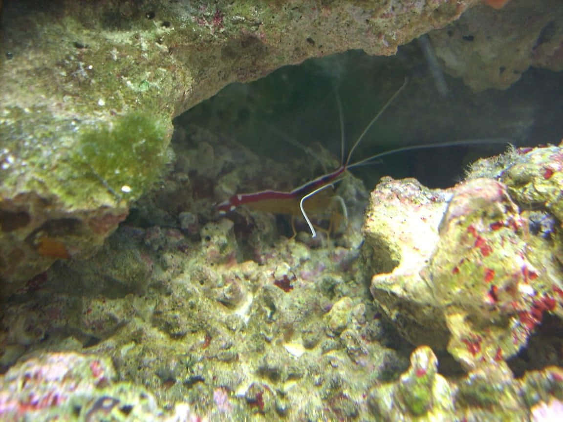 cleaner shrimp, rocky crevice, sunlit coral reef, SD Desktop Wallpaper