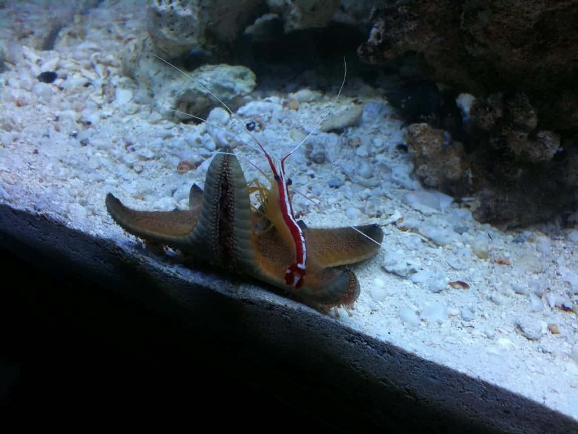 Cleaner Shrimp, starfish, sandy ocean floor, SD Desktop Wallpaper