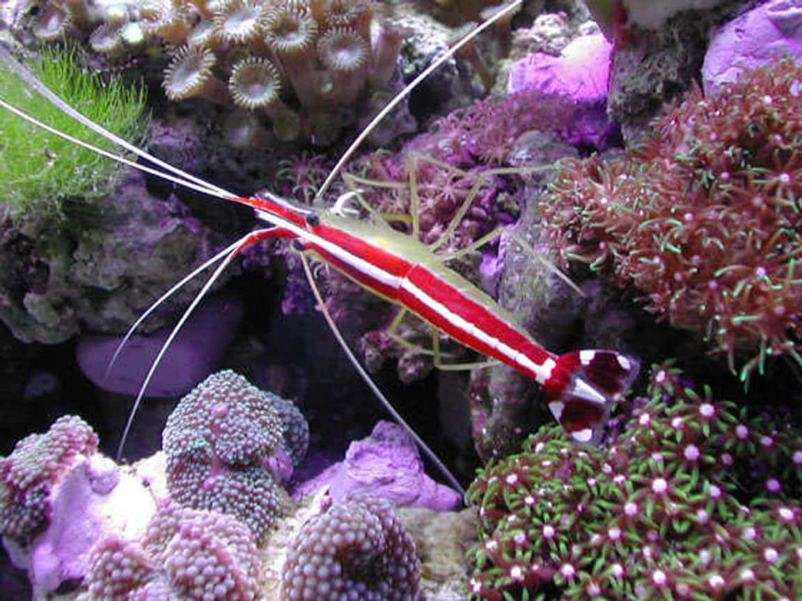 Cleaner Shrimp, reef aquarium, vibrant red and white, SD Desktop Wallpaper