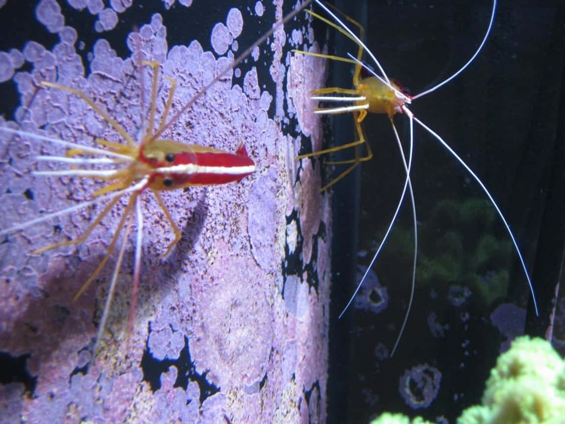 Cleaner Shrimp, red and yellow shrimp, long white antennae, SD Desktop Wallpaper