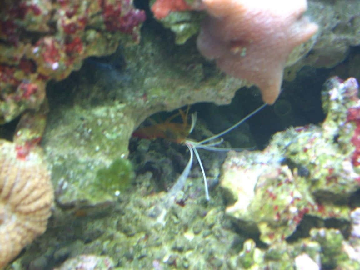 Cleaner Shrimp, coral crevice, vibrant red, SD Desktop Wallpaper