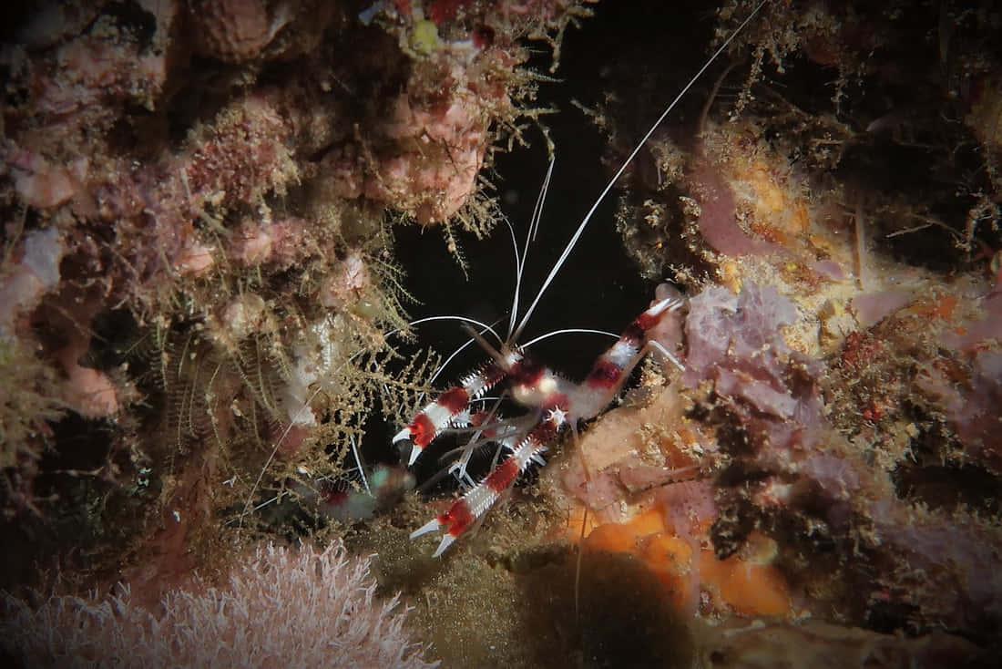 cleaner shrimp, red and white, long antennae, SD Desktop Wallpaper
