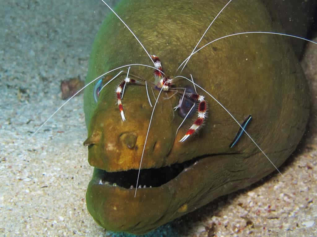 cleaner shrimp, moray eel, green moray eel, SD Desktop Wallpaper