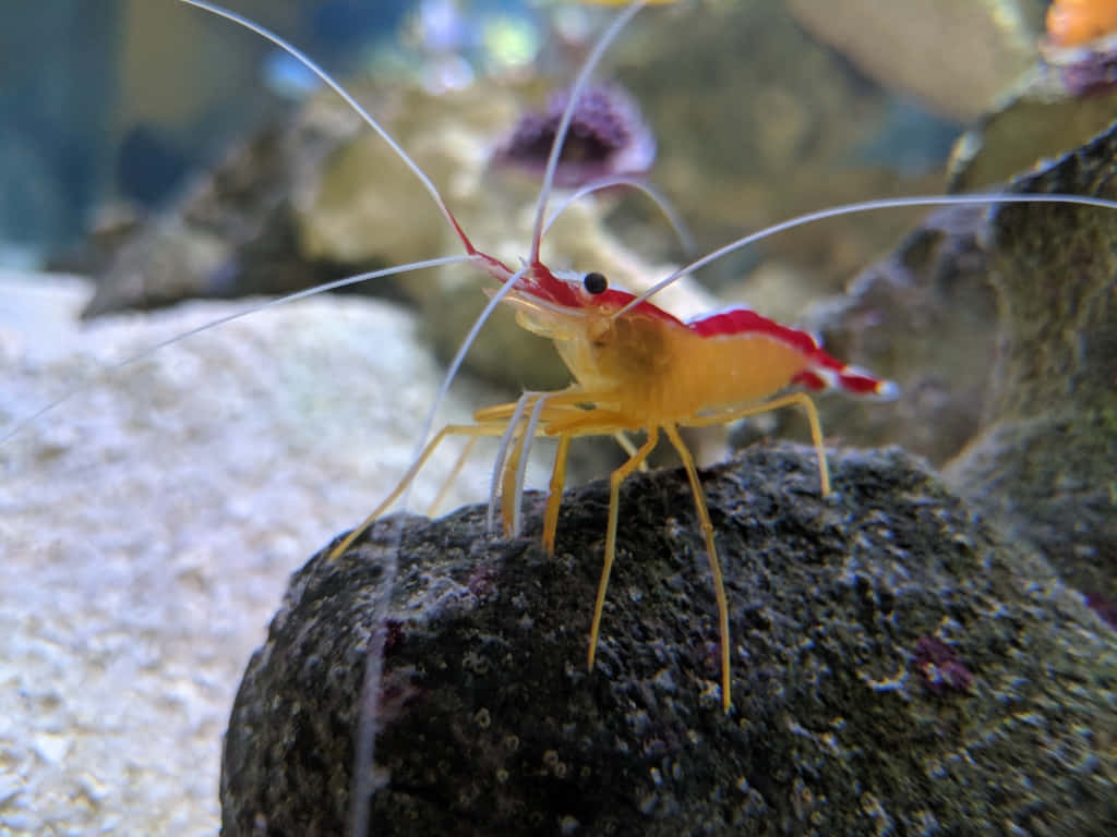 vibrant red and yellow shrimp, long antennae, dark rock, SD Desktop Wallpaper