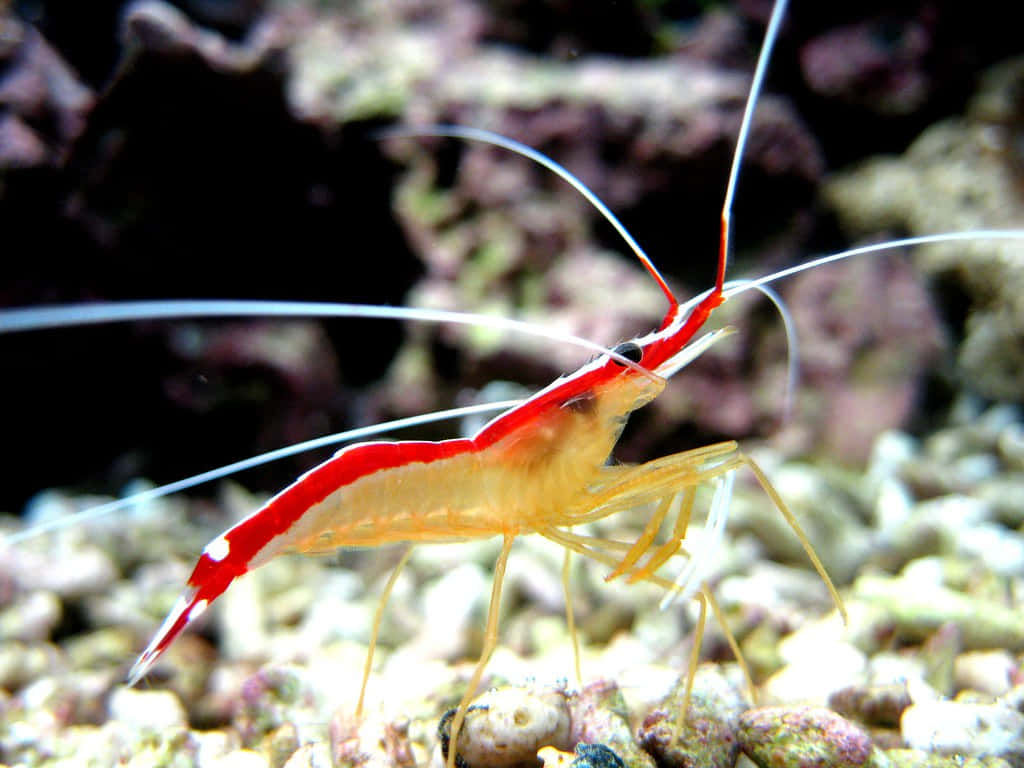 Cleaner Shrimp, coral reef, vibrant red, SD Desktop Wallpaper
