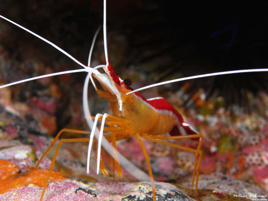 cleaner shrimp, coral reef, vibrant red and orange, SD Desktop Wallpaper