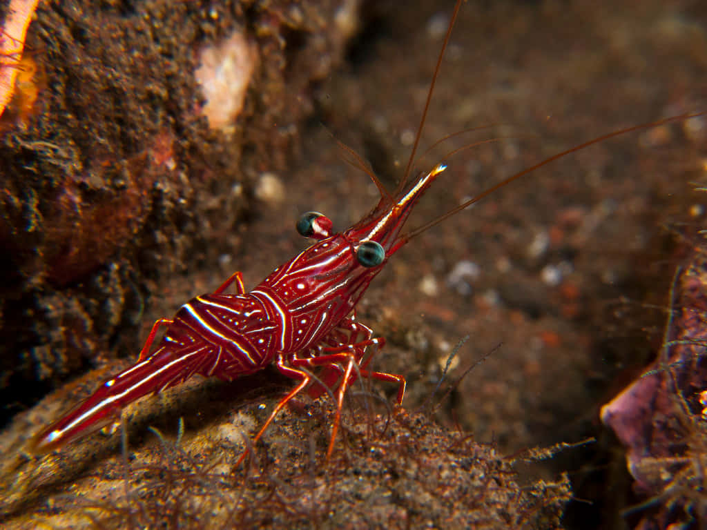 vibrant cleaner shrimp, red shrimp, white stripes, SD Desktop Wallpaper