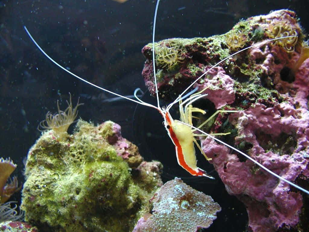 vibrant cleaner shrimp, red and white shrimp, long antennae, SD Desktop Wallpaper