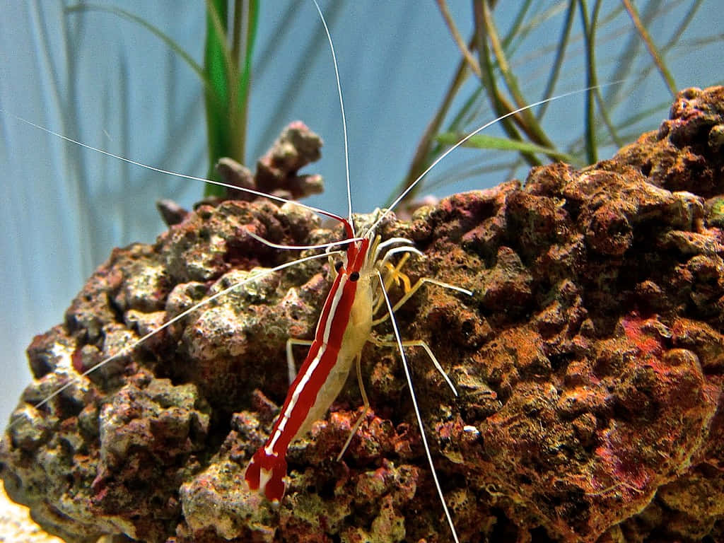 cleaner shrimp, coral rock, textured coral rock, SD Desktop Wallpaper