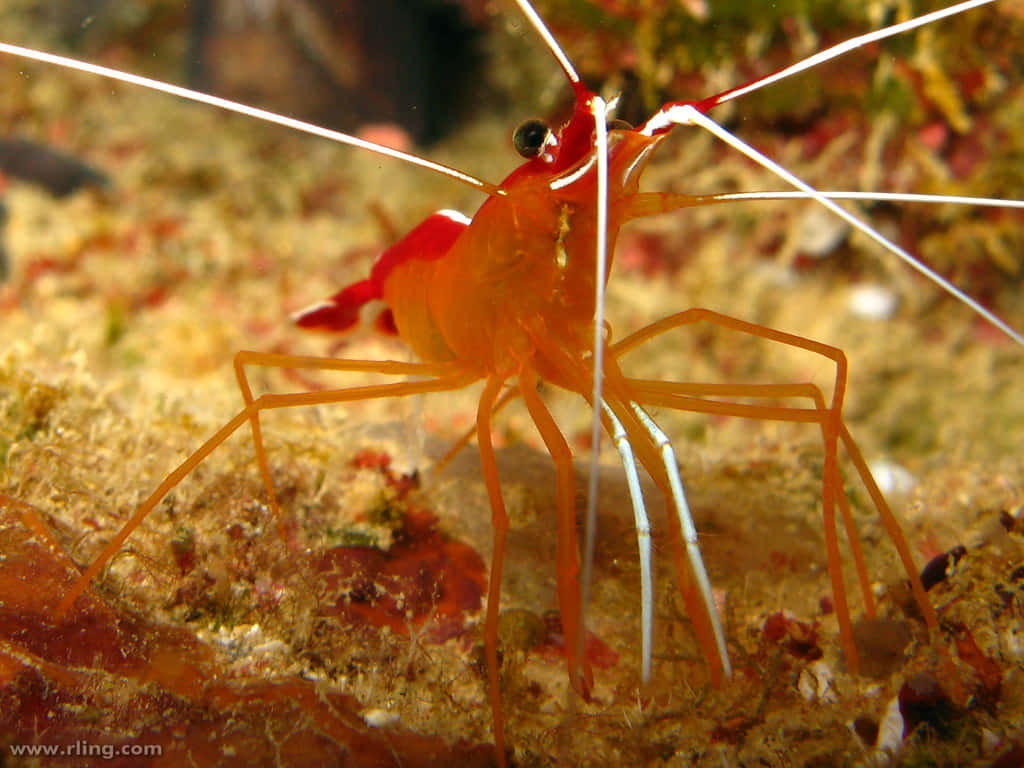 cleaner shrimp, vibrant underwater scene, orange shrimp, SD Desktop Wallpaper