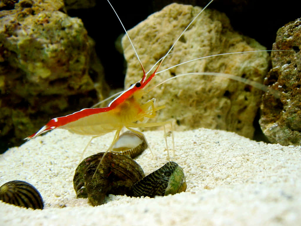 cleaner shrimp, sandy bottom, ocean floor, SD Desktop Wallpaper