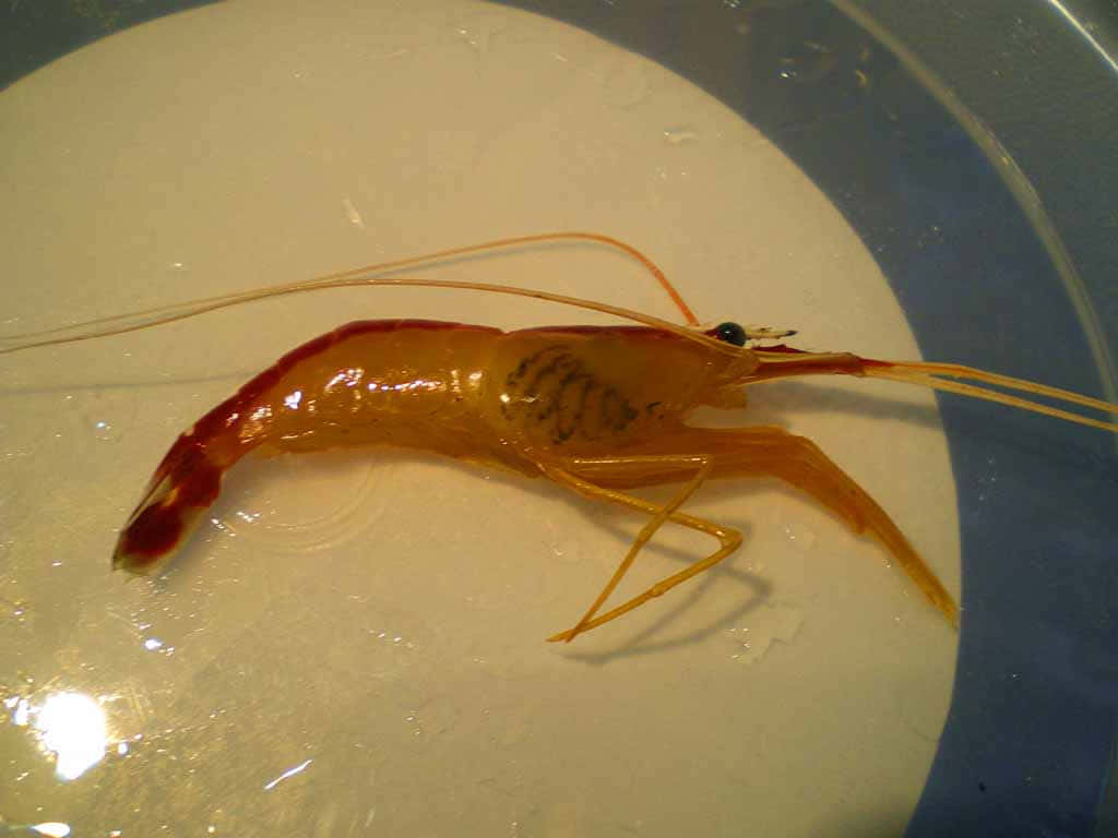 Cleaner Shrimp, translucent orange shrimp, long antennae, SD Desktop Wallpaper