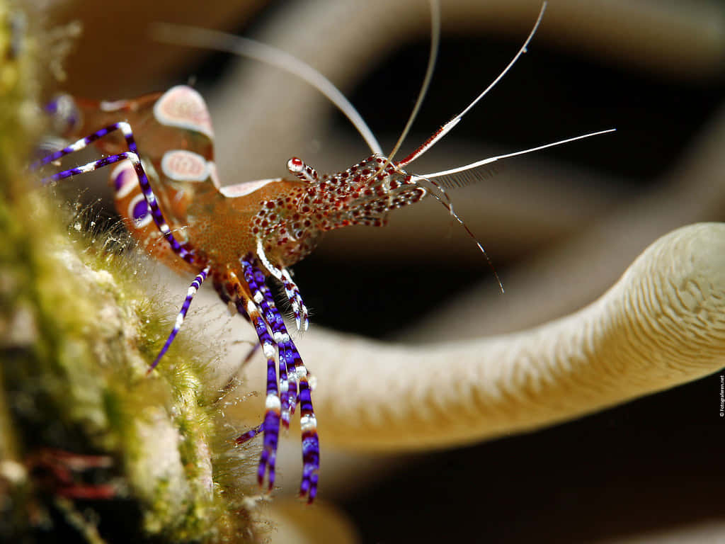 peppermint shrimp, purple white striped legs, green coral, SD Desktop Wallpaper