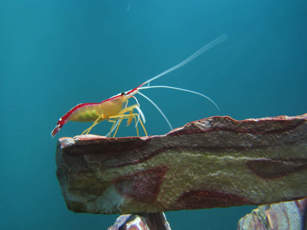 cleaner shrimp, rock formation, vibrant red and yellow, SD Desktop Wallpaper