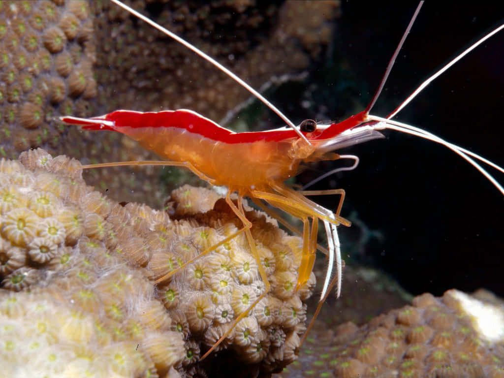 cleaner shrimp, coral, vibrant red, SD Desktop Wallpaper