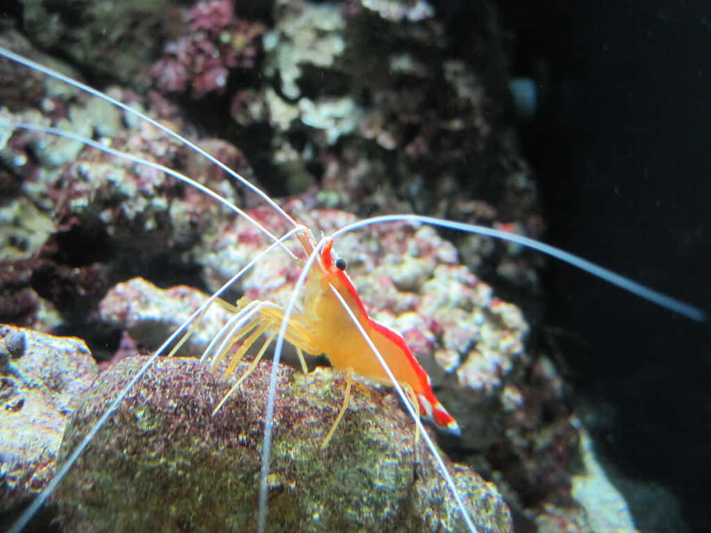 Cleaner Shrimp, rocky surface, textured rock, SD Desktop Wallpaper