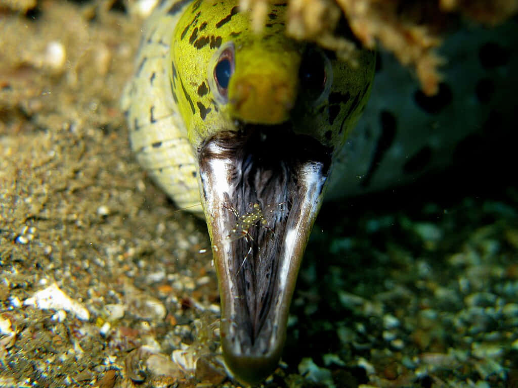moray eel, cleaner shrimp, spotted moray eel, SD Desktop Wallpaper