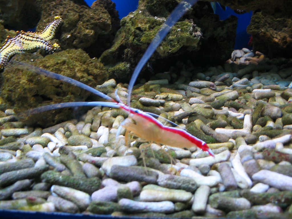 Cleaner Shrimp, red and white shrimp, long blue antennae, SD Desktop Wallpaper