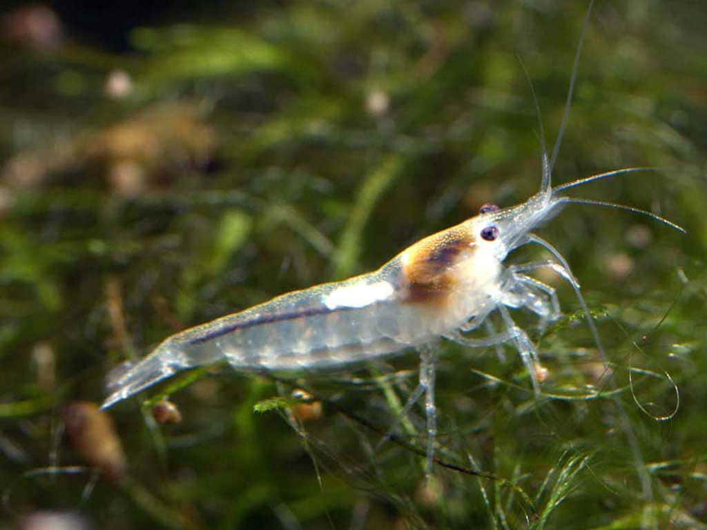 Cleaner Shrimp, translucent, brown markings, SD Desktop Wallpaper
