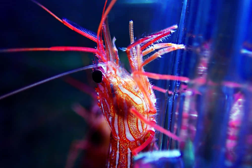 Cleaner Shrimp, vibrant red and white, long antennae, SD Desktop Wallpaper
