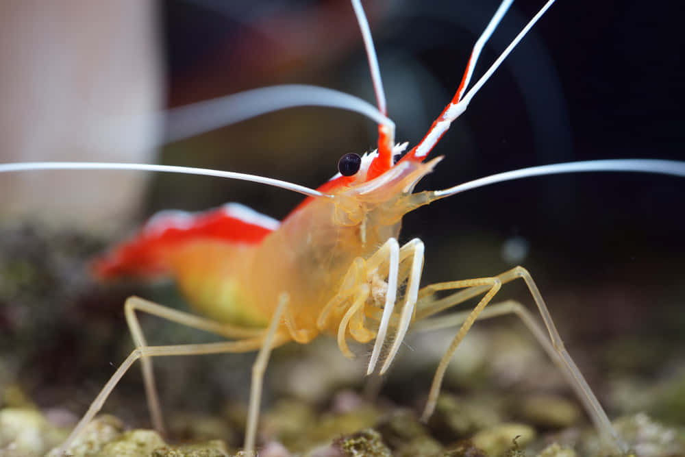 Cleaner Shrimp, red and orange shrimp, long white antennae, SD Desktop Wallpaper