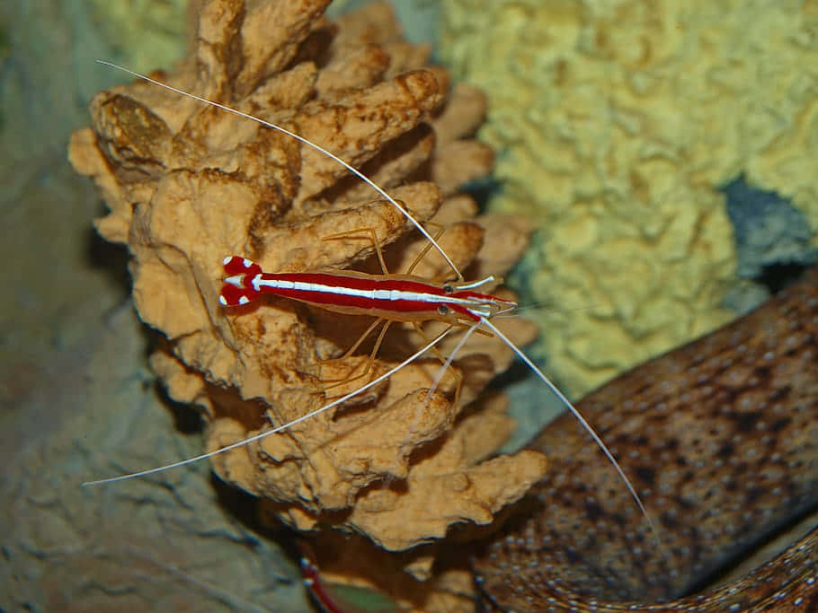 cleaner shrimp, red and white, long antennae, SD Desktop Wallpaper