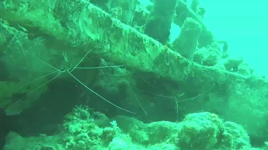 cleaner shrimp, reef wreckage, ghostly green, SD Desktop Wallpaper