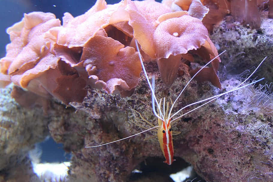 cleaner shrimp, coral reef, red and white, SD Desktop Wallpaper