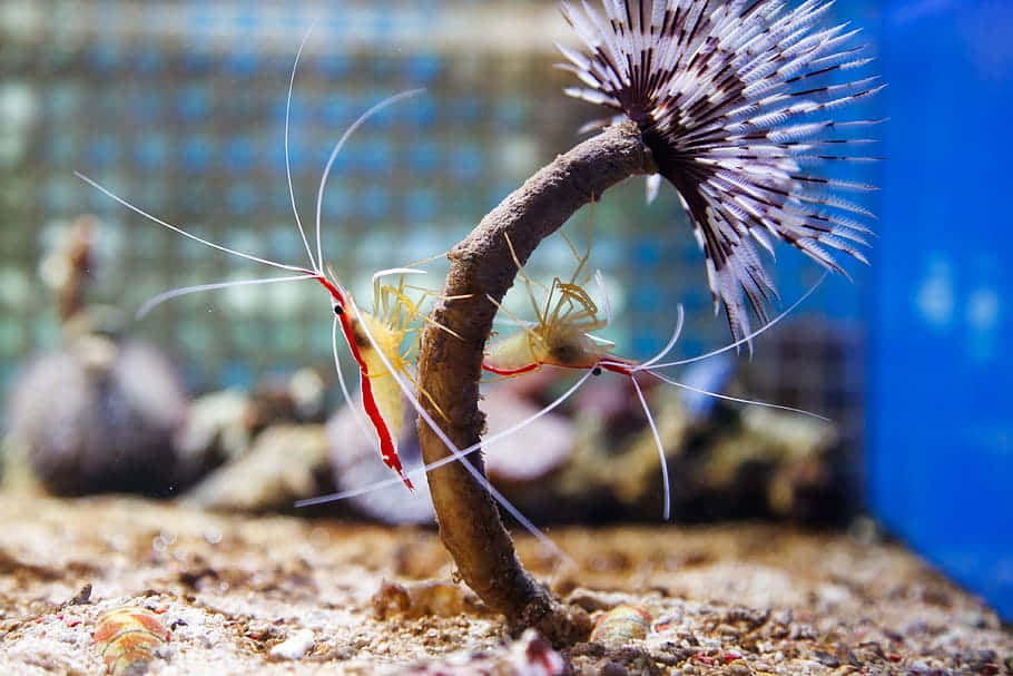 Cleaner Shrimp, sea urchin, curved branch, SD Desktop Wallpaper