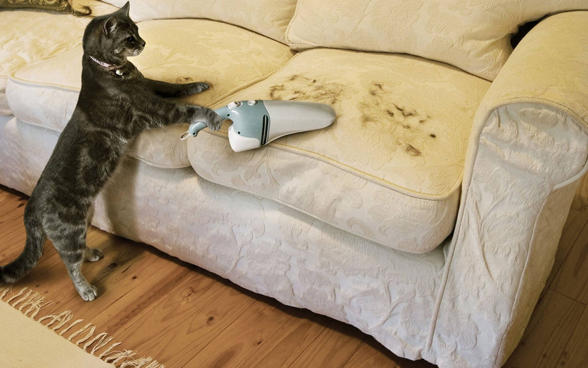 gray tabby cat, handheld vacuum cleaner, stained beige sofa, Full HD Desktop Wallpaper