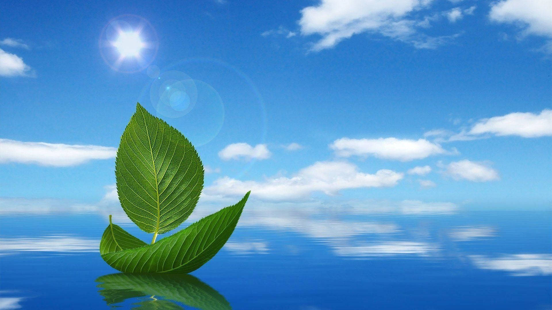 Leaf On Water, professional desktop, vibrant green leaf, Full HD Desktop Wallpaper