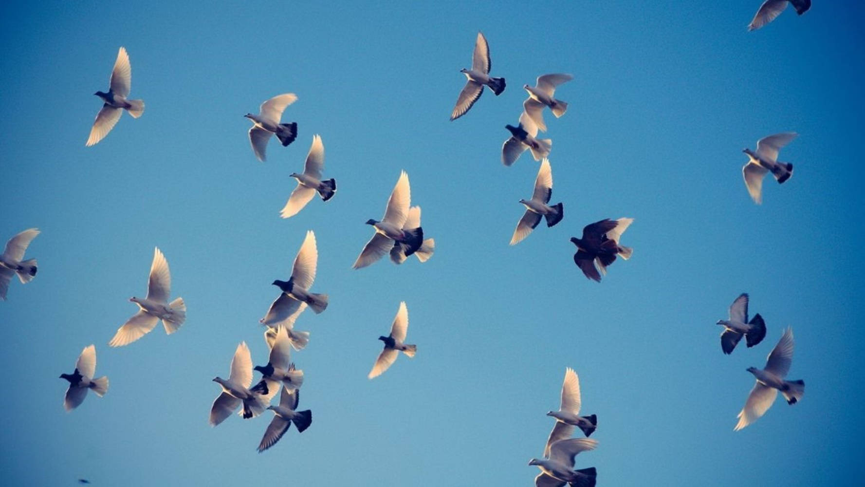 white doves, clear blue sky, flock, HD Desktop Wallpaper