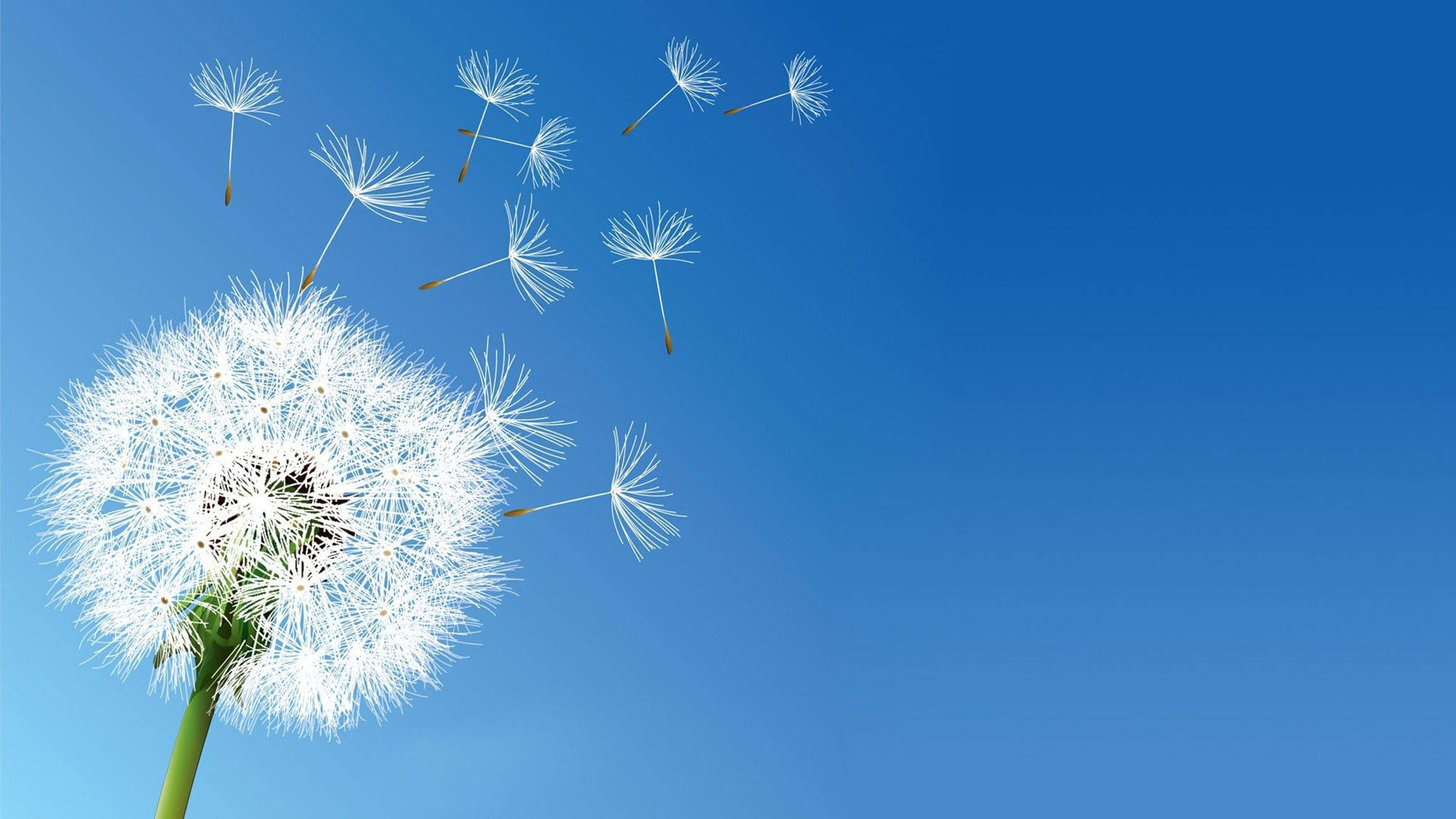 dandelion, fluffy white seeds, clear blue sky, Full HD Desktop Wallpaper